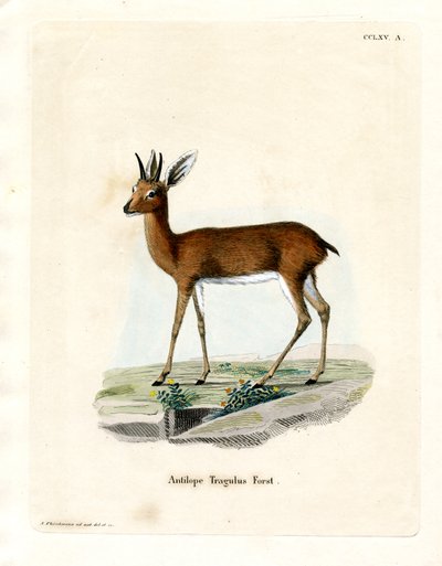 Steenbok (färgad gravyr) av German School