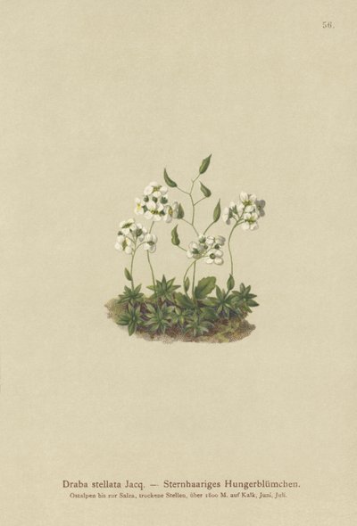 Stjärngräs (Draba stellata) av German School
