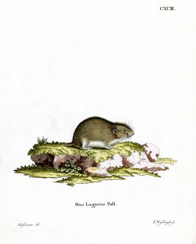 Steppe Lemming (färgad gravyr) av German School