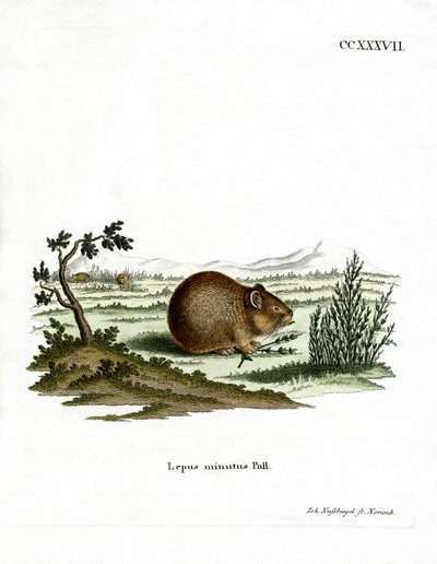 Steppe Pika (färgad gravyr) av German School