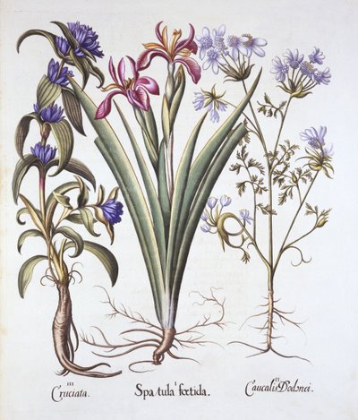Stinkande iris, orlaya och korsörtgentiana, från Hortus Eystettensis, av Basil Besler (1561-1629), pub. 1613 (handfärgad gravyr) av German School