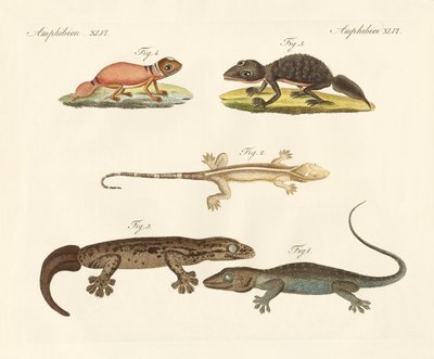Konstiga dinosaurier (färgad gravyr) av German School