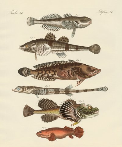 Konstig fisk (färgad gravyr) av German School