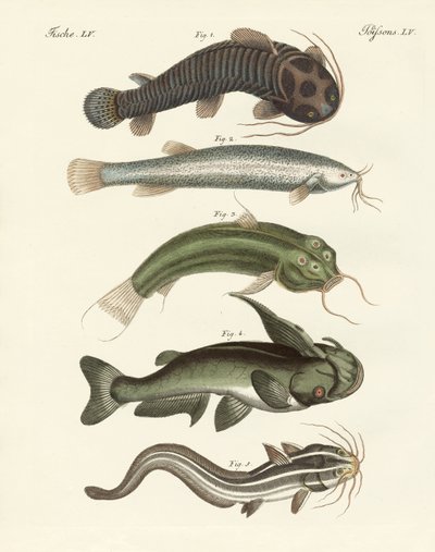 Konstig fisk (färgad gravyr) av German School