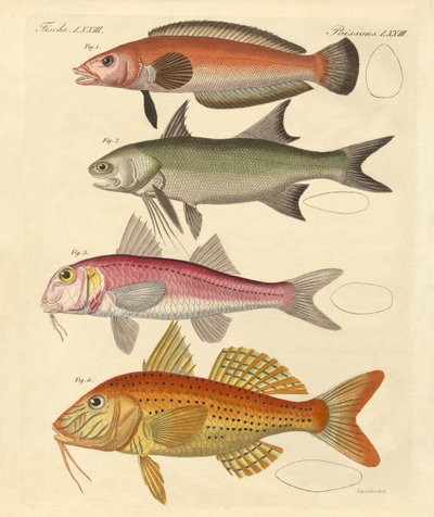 Konstig fisk (färgad gravyr) av German School