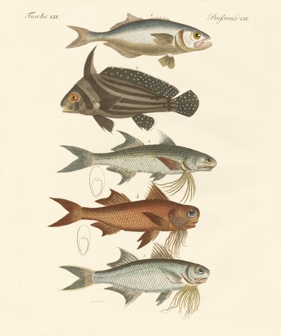 Konstig fisk (färgad gravyr) av German School