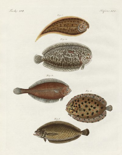 Konstig fisk (färgad gravyr) av German School
