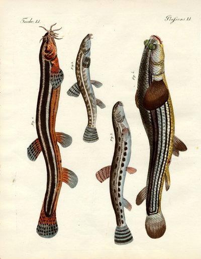 Konstig fisk (färgad gravyr) av German School