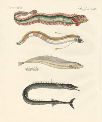 Konstig fisk (färgad gravyr) av German School