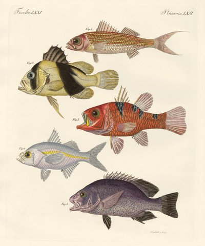 Konstig fisk (färgad gravyr) av German School