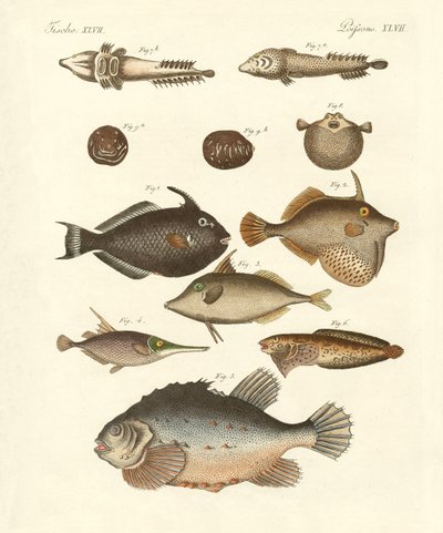 Konstig fisk (färgad gravyr) av German School