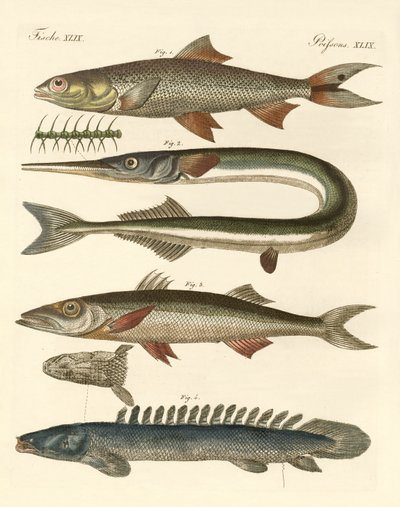 Konstig fisk (färgad gravyr) av German School