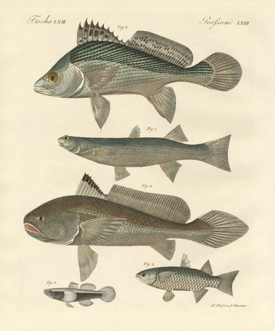 Konstig fisk från Ganges (färgad gravyr) av German School
