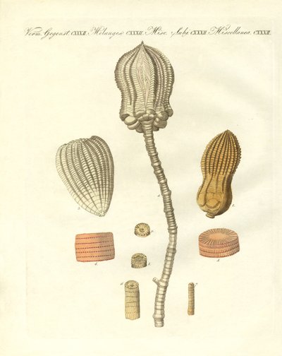 Konstiga fossiliseringar (färgad gravyr) av German School