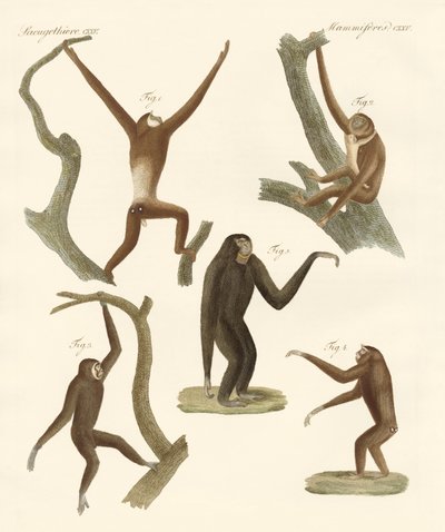 Konstiga gibbons av German School