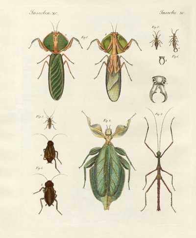 Konstiga insekter (färgad gravyr) av German School