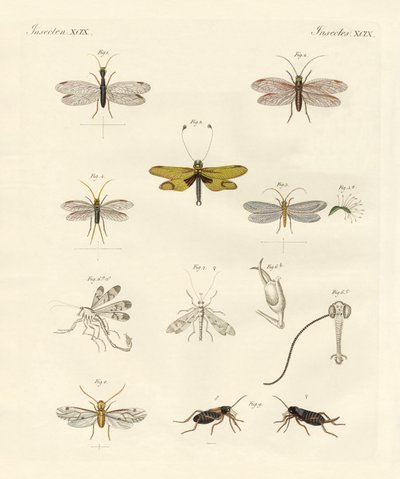 Konstiga insekter (färgad gravyr) av German School
