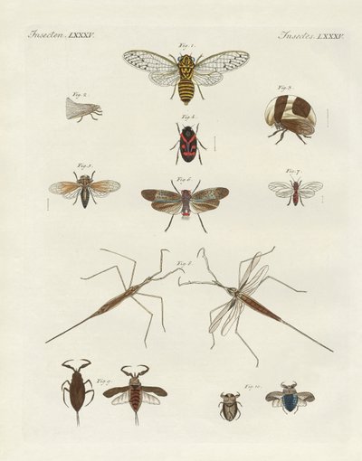 Konstiga insekter (färgad gravyr) av German School