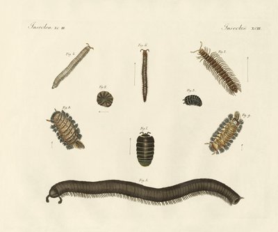 Konstiga insekter (färgad gravyr) av German School