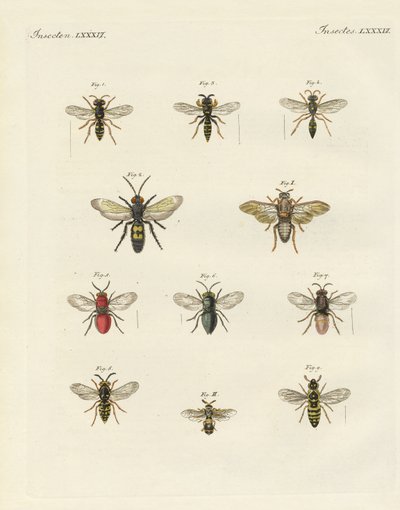 Konstiga insekter (färgad gravyr) av German School