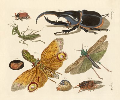 Konstiga insekter av German School