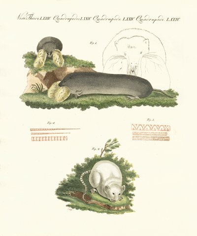 Konstiga däggdjur (färgad gravyr) av German School