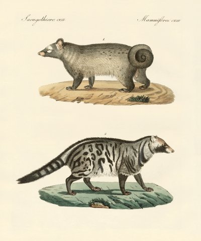 Konstiga skunks (färgad gravyr) av German School