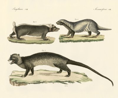 Konstiga skunks (färgad gravyr) av German School