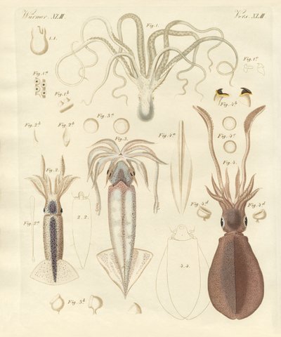 Konstiga mjukmaskar (färgad gravyr) av German School