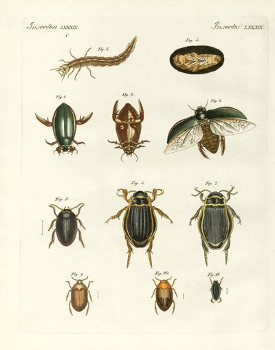 Strange swimming beetles (coloured engraving) av German School