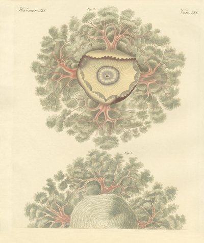 Konstiga maskar (färgad gravyr) av German School