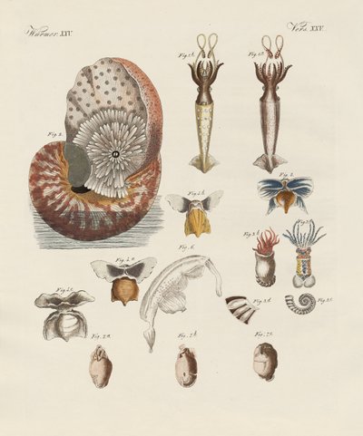 Konstiga maskar (färgad gravyr) av German School