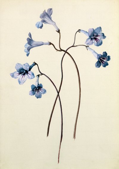 Streptocarpus, ca 1790 (wc på papper) av German School