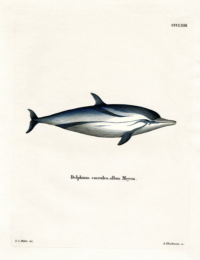Randig delfin (färgad gravyr) av German School