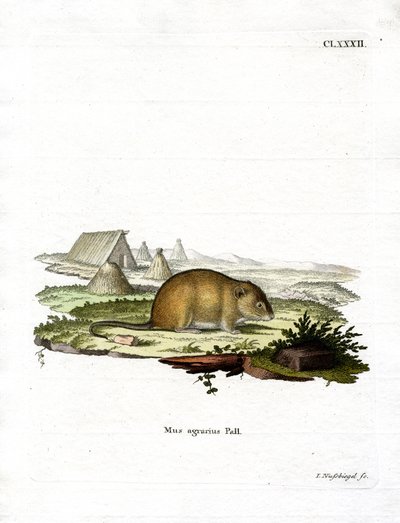 Randig fältmus (färgad gravyr) av German School
