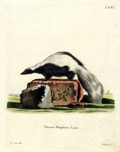 Randig Skunk (färgad gravyr) av German School
