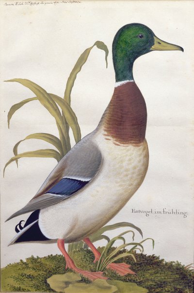 Studie av en gräsand, ca 1790 (wc med gouache på papper) av German School