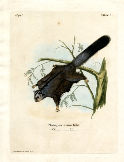 Sockerekorre (färgad gravyr) av German School