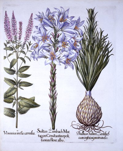Sultan Zambach Lily and Bulb, Veronica, från Hortus Eystettensis, av Basil Besler (1561-1629), pub. 1613 (handfärgad gravyr) av German School