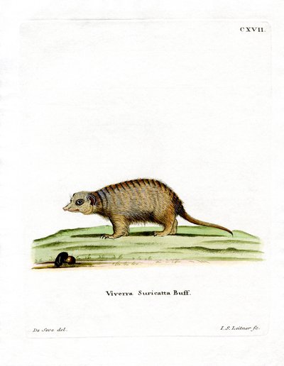 Surikate (färgad gravyr) av German School