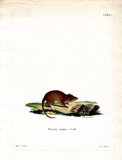 Swamp Antechinus (färgad gravyr) av German School