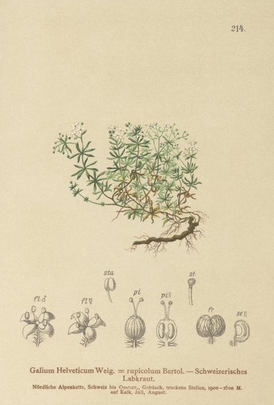 Swiss bedstraw (Swiss Galium, Galium rupicolum, Galium megalospermum) av German School