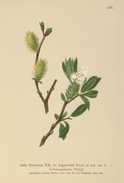 Swiss Willow (Salix Helvetica, Salix Lapponum) av German School