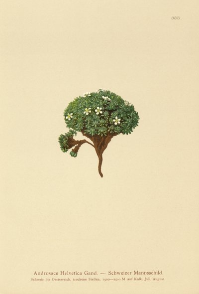 Schweizisk stenjasmin (Androsace Helvetica) av German School