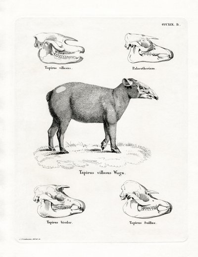 Tapirskallar (färgad gravyr) av German School