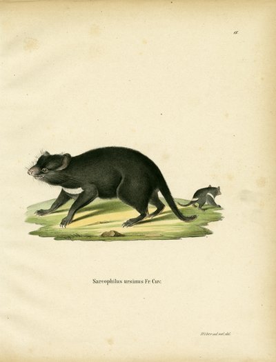 Tasmanian Devil (färgad gravyr) av German School