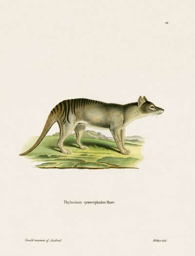 Tasmanian Tiger (färgad gravyr) av German School