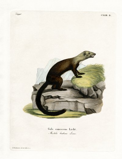 Tayra (färgad gravyr) av German School