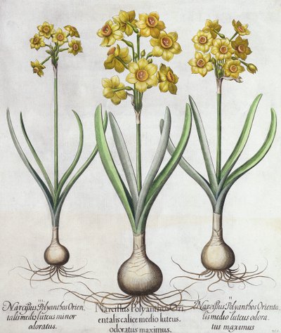 Tazetta Narcissi, från Hortus Eystettensis av Basil Besler (1561-1629), pub. 1613 (handfärgad gravyr) av German School