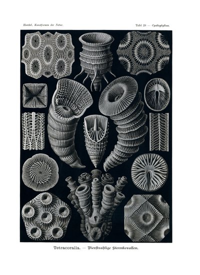 Tetracoralla, 1899-1904 av German School